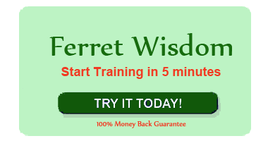 Ferret Wisdom